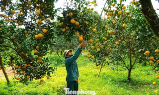 Rừng cam chín vàng rực, người dân 'ém hàng' chờ Tết