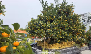 Độc lạ quất đảo vàng, đào chiếc ô