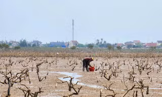 Rừng ngập mặn ven biển Hà Tĩnh chết hàng loạt