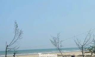 Cứu rừng phòng hộ ven biển sau bão