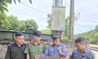 Cứu cá thể rùa đầu to quý hiếm