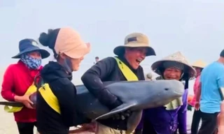 Thả hai con cá heo mắc lưới ngư dân về với biển