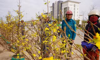 29 Tết: Tiểu thương xả hàng kịch sàn, nhiều người đổ xô 'chốt' cây