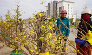 29 Tết: Tiểu thương xả hàng kịch sàn, nhiều người đổ xô 'chốt' cây