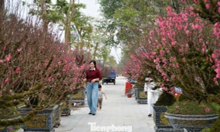 Theo các tiểu thương, điểm khác biệt lớn nhất của dòng đào này nằm ở ngoại hình và giá trị thẩm mỹ. Thay vì thân vỏ trơn nhẵn, đào cổ thụ có dáng thế gân guốc, bề mặt gỗ sần sùi, nhiều mốc tự nhiên và được bao phủ bởi lớp rêu xanh dày, tạo nên vẻ phong trần, cổ kính – đúng “gu” của những người chơi đào lâu năm.