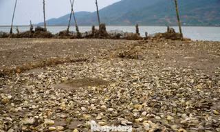 Nông dân bất lực nhìn ngao chết trắng bãi