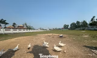 Dự án trùng tu đền 11 tỷ đồng đắp chiếu gần chục năm, giờ thành nơi nuôi gia cầm