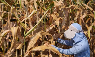 Nắng nóng 40 độ C ở Hà Tĩnh: Tưới từ tờ mờ sáng, cây vẫn khô héo