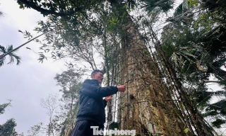 Cận cảnh gốc trầm 500 tuổi ở miền núi Hà Tĩnh