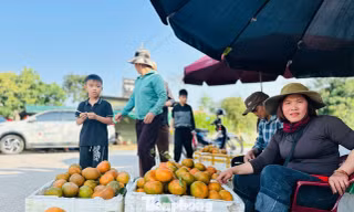 Cả xã nhộn nhịp thu hoạch cam bù ngày Tết