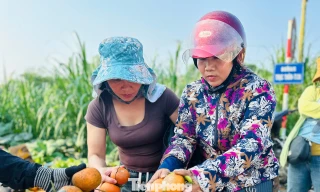 Cả xã nhộn nhịp thu hoạch cam bù ngày Tết