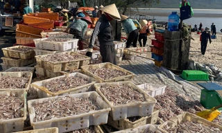 Ngư dân Hà Tĩnh trúng đậm ‘lộc biển’, thu tiền triệu mỗi ngày