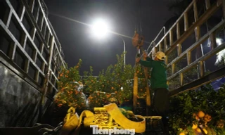 Trắng đêm đưa hoa Tết, cần cẩu hạ cây 'khủng' xuống phố