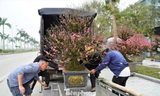 Theo các tiểu thương, điểm khác biệt lớn nhất của dòng đào này nằm ở ngoại hình và giá trị thẩm mỹ. Thay vì thân vỏ trơn nhẵn, đào cổ thụ có dáng thế gân guốc, bề mặt gỗ sần sùi, nhiều mốc tự nhiên và được bao phủ bởi lớp rêu xanh dày, tạo nên vẻ phong trần, cổ kính – đúng “gu” của những người chơi đào lâu năm.