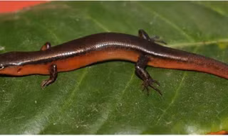 Phát hiện loài thằn lằn mới tại Vườn Quốc gia Vũ Quang