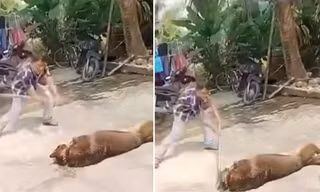 Cụ ông 83 tuổi tử vong do bị chó béc giê tấn công