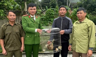 Bắt được culi trong vườn keo, người dân giao nộp cho ngành chức năng