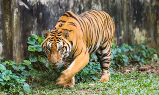 Lí do một hộ dân ở Thanh Hóa muốn chuyển giao vô điều kiện bầy hổ 9 con