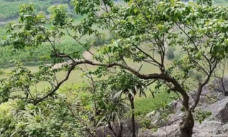 'Cơn sốt' cây muội hồng làm tăng việc khai thác, mua bán trái phép 