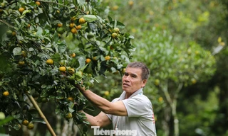 Loài cây thoát nghèo cho người dân bản địa