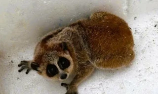 Phát hiện loài vật trong sách đỏ khi thu hoạch keo