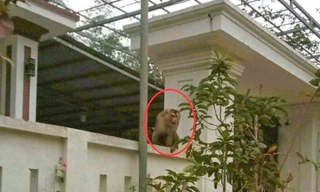 'Ngộ Không' đại náo khu dân cư ở Thanh Hóa, tấn công người dân