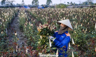 Người dân vựa hoa Đông Cương thức đêm thắp đèn, cứu hoa khỏi rét