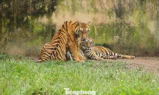 Lên phương án chuyển đàn hổ 9 con nuôi trái phép ra vườn thú Hà Nội