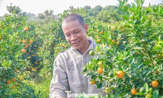 Nụ cười của người dân ở thủ phủ hoa, quất cảnh cận Tết