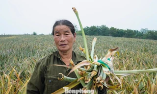 Hàng trăm ha dứa chết thối gốc, nông dân điêu đứng