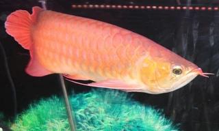 Ăn trứng cá rồng, 13 người ở Thanh Hóa nhập viện