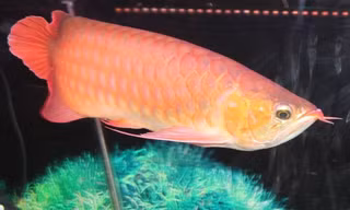 Ăn trứng cá rồng, 13 người ở Thanh Hóa nhập viện