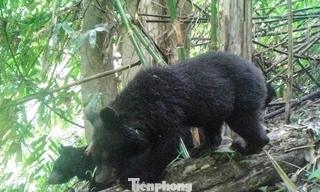 Tận thấy những loài động vật quý, hiếm tại vùng núi Thanh Hóa