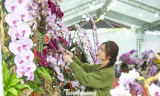 Nông dân Thanh Hóa chi hơn 10 tỷ làm vườn lan 4 vạn cây