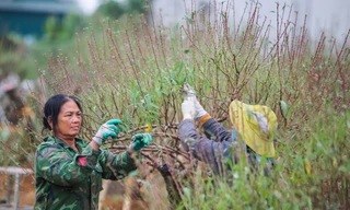 ‘Thủ phủ’ trồng đào xứ Thanh thay áo mới chuẩn bị đón Tết