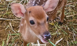 Bên trong trang trại nuôi hươu sao tiền tỷ