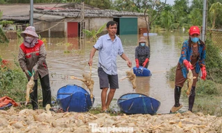 Lão nông trắng tay khi đàn vịt hàng vạn con bị lũ nhấn chìm