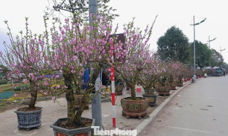 Đào, mai bung nở rộ sớm, tiểu thương ‘cắn răng’ chặt bỏ cành