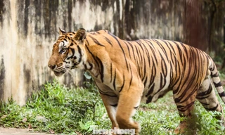 Lên phương án chuyển đàn hổ 9 con nuôi trái phép ra vườn thú Hà Nội