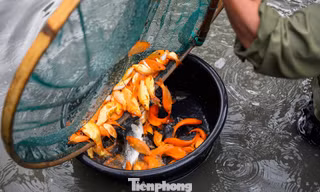 Làng cá chép đỏ xứ Thanh tất bật trước ngày Tết ông Công, ông Táo