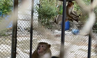 2 cá thể khỉ quý hiếm được người dân giao nộp