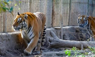 9 cá thể hổ nuôi trái phép ở Thanh Hóa giờ ra sao?