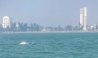 Thích thú đàn cá heo xuất hiện sát biển Sầm Sơn