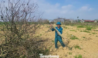 Đào chết chất thành đống, người trồng thất thu vụ Tết