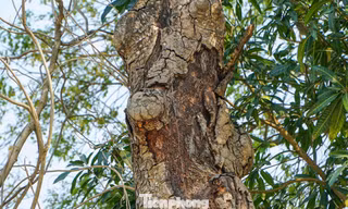 Hàng trăm cây xanh trong công viên ở Thanh Hóa bị chết, héo úa