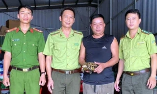 Rùa núi vàng 2kg bò vào vườn nhà dân