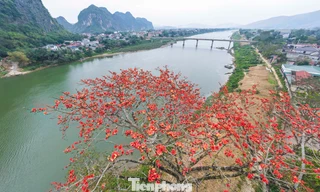 Mê mẩn hoa gạo đỏ rực, 'thắp lửa' ven sông