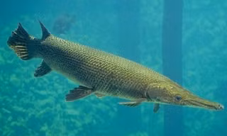 Tin mới về vụ 10 người bị ngộ độc do ăn trứng cá cảnh