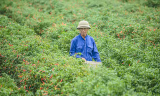 Giá ớt bất ngờ lao dốc mạnh 