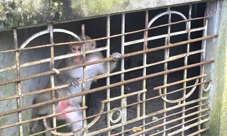 Khỉ hoang dã phá khu dân cư, người dân bắt giao nộp về Vườn Quốc gia